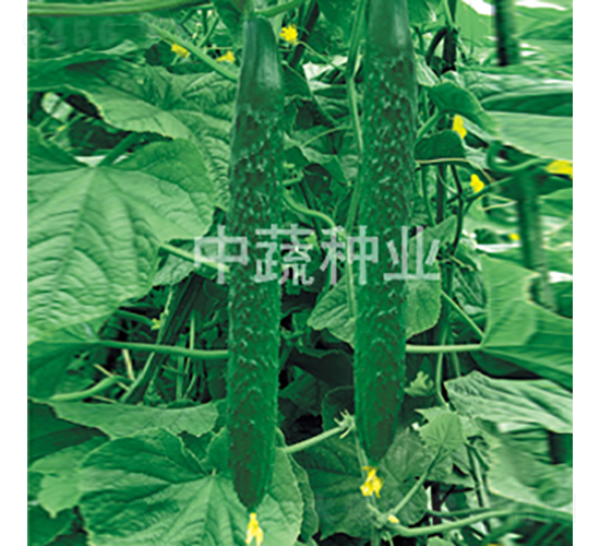 中農(nóng)128號(hào)-黃瓜種子-中蔬種業(yè)