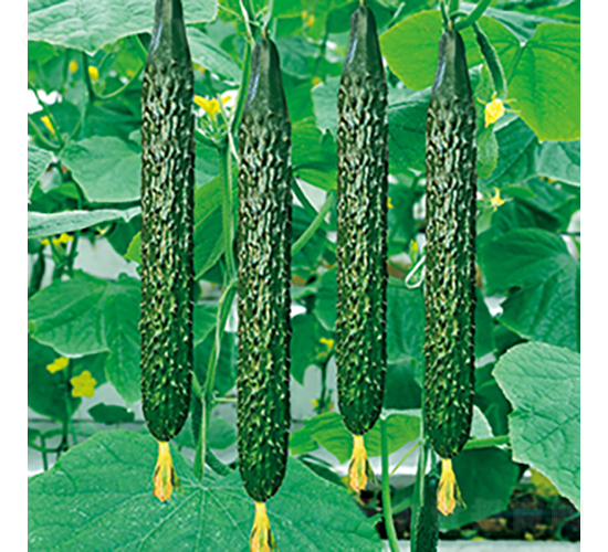 ���r(n��ng)72̖-�S�ϷN��-���߷N�I(y��)