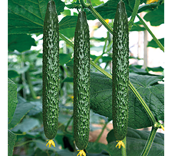 ���r(n��ng)126-�S�ϷN��-���߷N�I(y��)