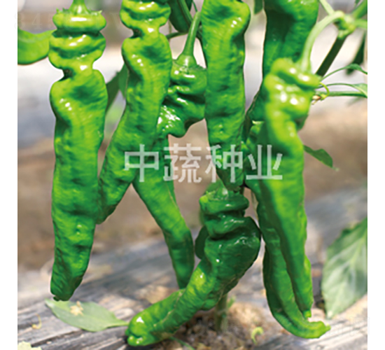 �н�509-�����N��-���߷N�I(y��)