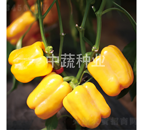 �����S�@1̖-�����N��-���߷N�I(y��)