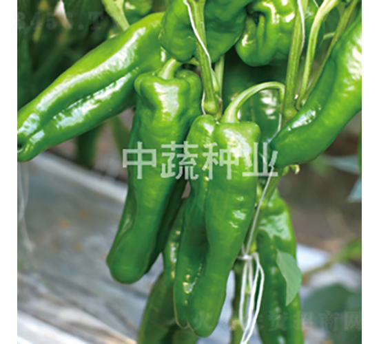 �н�506̖(h��o)-�����N��-���߷N�I(y��)