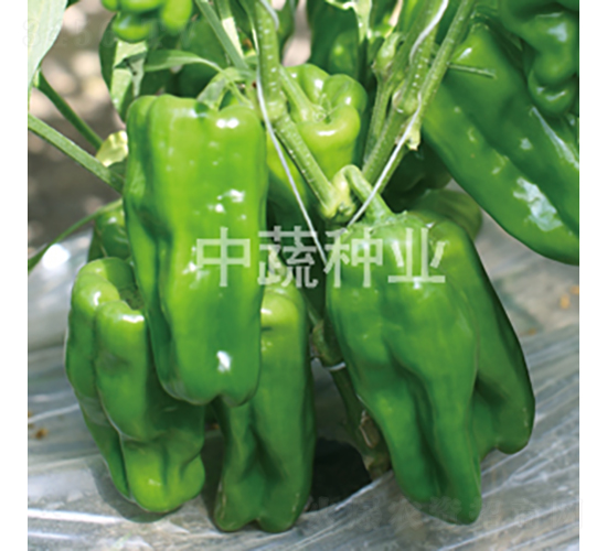 �н���Ƥ��1̖-�����N��-���߷N�I(y��)