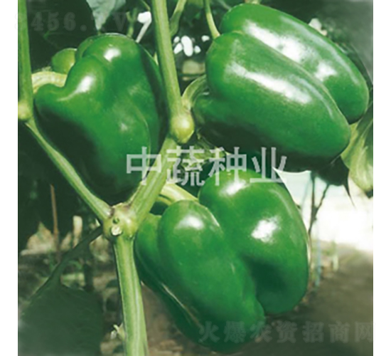 �н�4̖(h��o)-�𽷷N��-���߷N�I(y��)