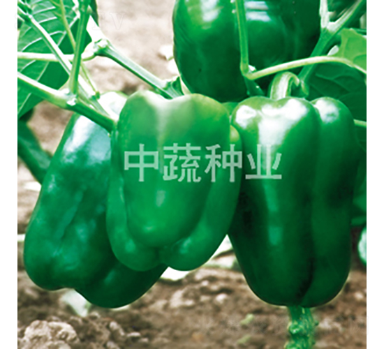 �н�8-�𽷷N��-���߷N�I(y��)