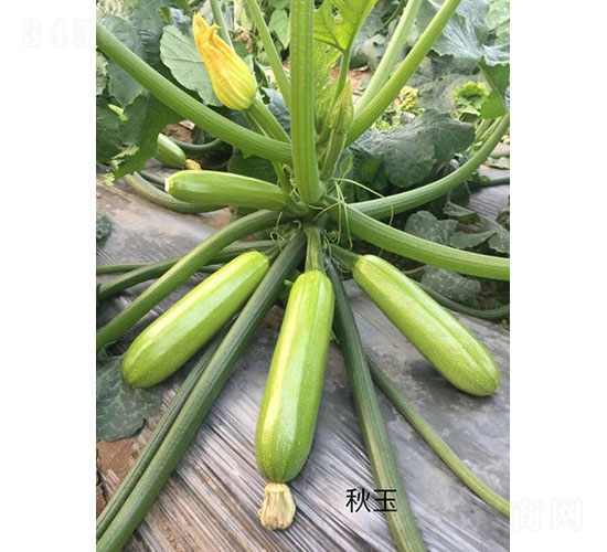 ���������J�N��-�A���r(n��ng)�I(y��)