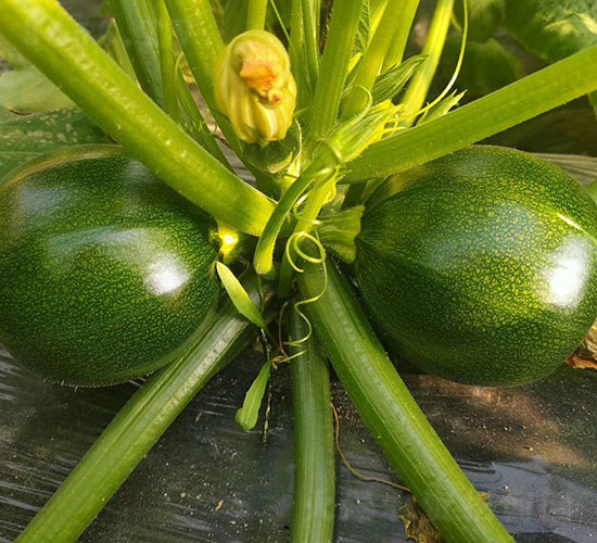 �A�������J�N��-�A���r(n��ng)�I(y��)