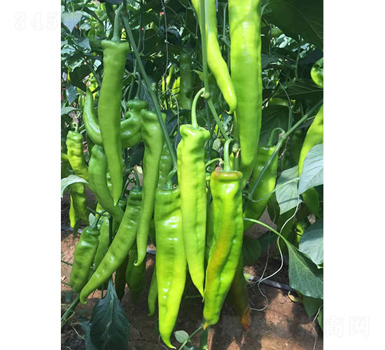 �A���f����1927���⽷�N��-�A���r(n��ng)�I(y��)