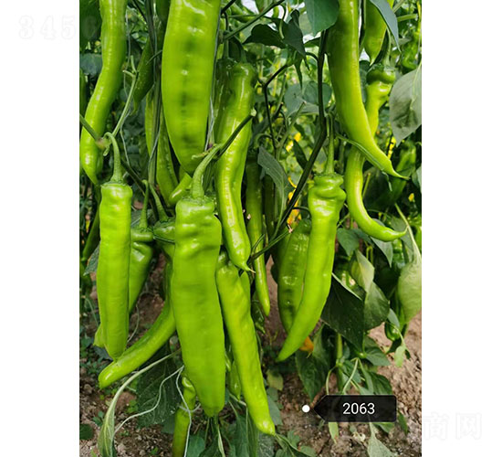 新秀二號（2063）尖椒種子-華昂農(nóng)業(yè)