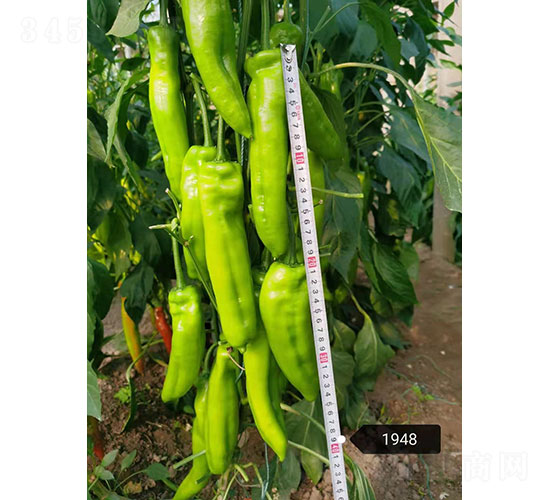 巴頓（1948）尖椒種子-華昂農(nóng)業(yè)