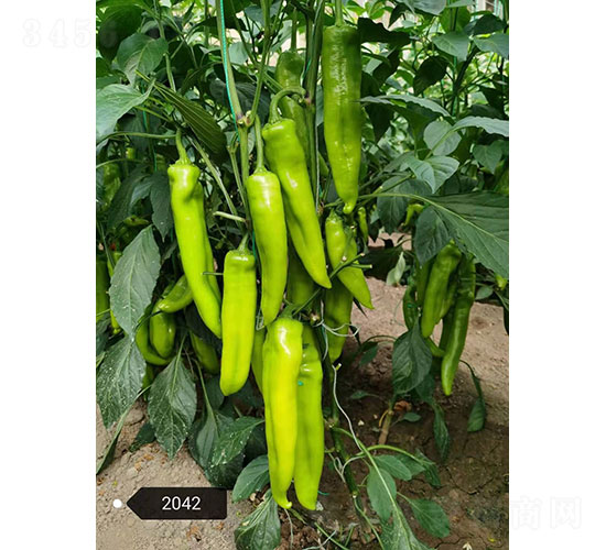巴頓（2042）尖椒種子-華昂農(nóng)業(yè)