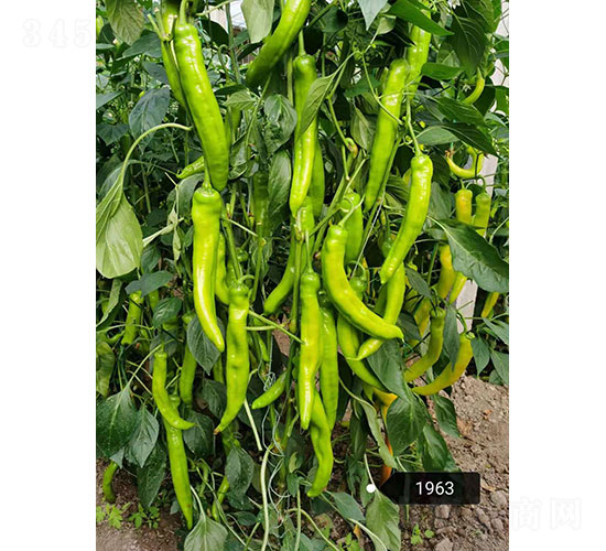 �A����ʥ��1963���⽷�N��-�A���r(n��ng)�I(y��)