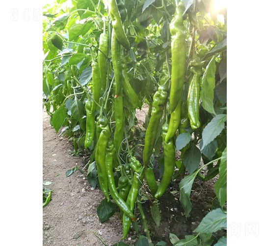 華昂冬秀（1964）尖椒種子-華昂農業(yè)