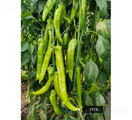 ���v��1974���⽷�N��-�A���r(n��ng)�I(y��)