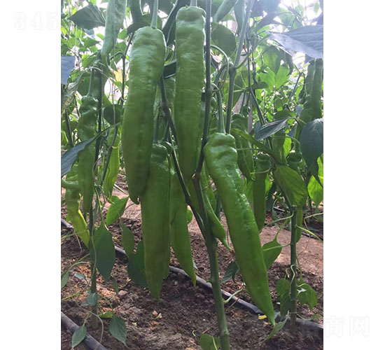 速騰（1975）尖椒種子-華昂農(nóng)業(yè)