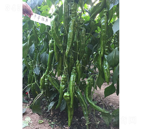 華昂綠秀（1947）尖椒種子-華昂農(nóng)業(yè)