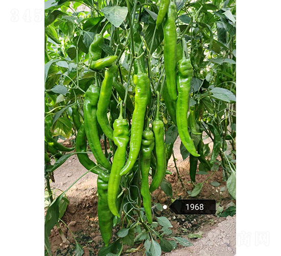華昂綠伴（1968）尖椒種子-華昂農(nóng)業(yè)