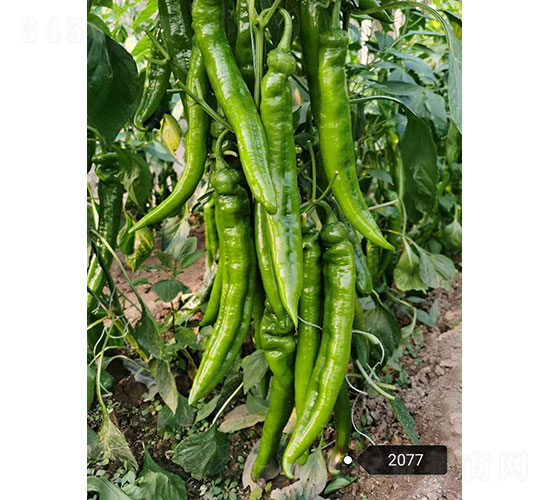 賽綠（2077）尖椒種子-華昂農(nóng)業(yè)