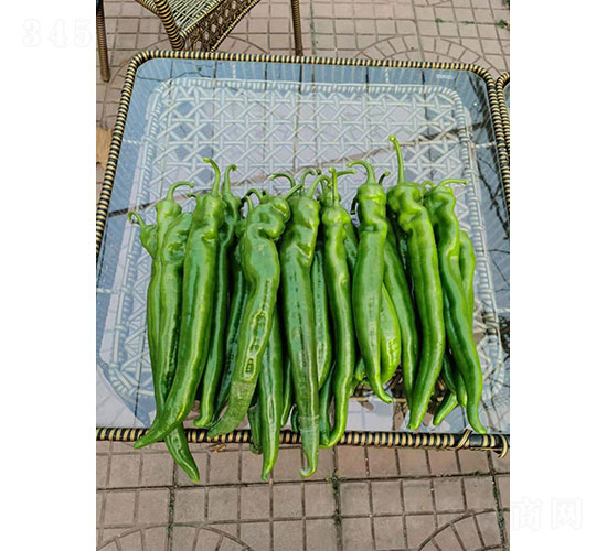 ������̖(h��o)�⽷�N��-�A���r(n��ng)�I(y��)