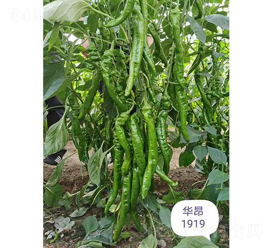 華昂1919尖椒種子-華昂農(nóng)業(yè)