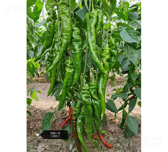 華隴一號（2001）尖椒種子-華昂農(nóng)業(yè)