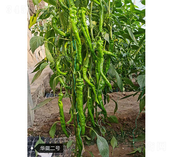 華隴二號(hào)（2179）尖椒種子-華昂農(nóng)業(yè)