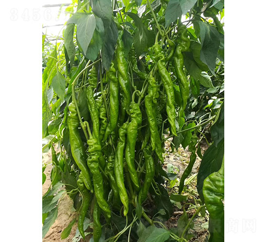 華美105尖椒種子-華昂農(nóng)業(yè)