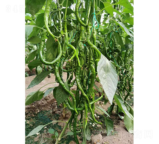 �A�����]��2115���⽷�N��-�A���r(n��ng)�I(y��)