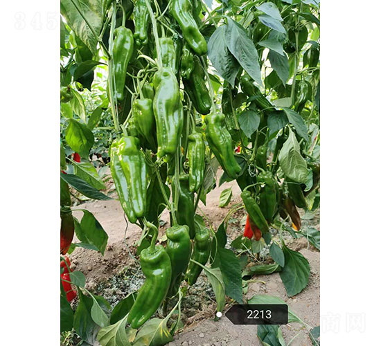 幸運(yùn)（2213）麻辣椒種子-華昂農(nóng)業(yè)