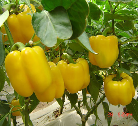 黃艷彩椒種子-華昂農(nóng)業(yè)