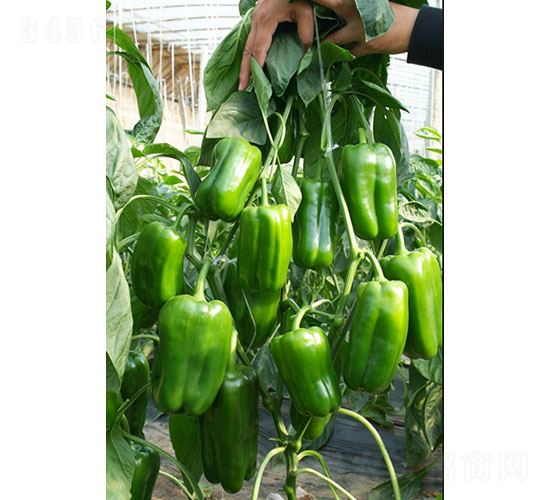 超越辣椒種子-華昂農(nóng)業(yè)