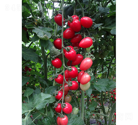 �������ҷ��ѷN��-�A���r(n��ng)�I(y��)