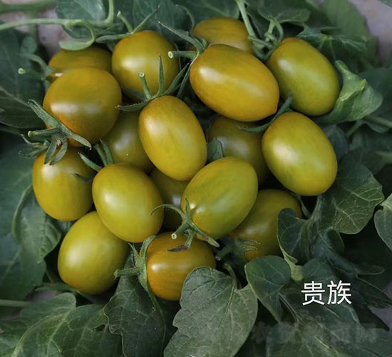 貴族櫻桃番茄種子-華昂農(nóng)業(yè)