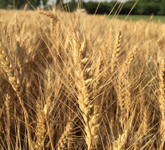 濟麥22-小麥種子-登海潤農(nóng)