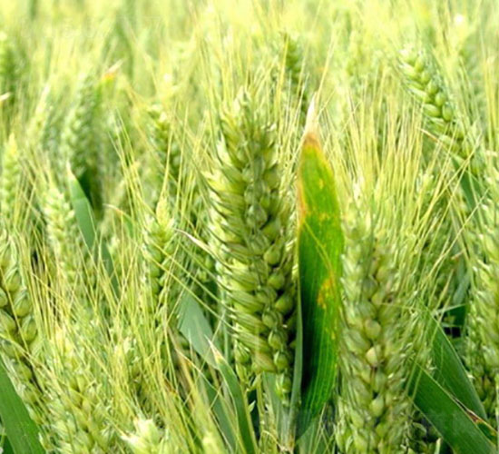 ����5265-С���N��-�Ǻ����r