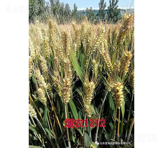 煙農(nóng)1212-小麥種子-登海潤(rùn)農(nóng)