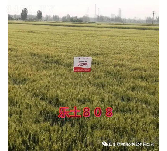樂(lè)土808-小麥種子-登海潤(rùn)農(nóng)