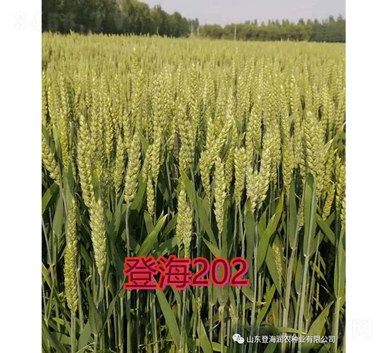 登海202-小麥種子-登海潤農(nóng)