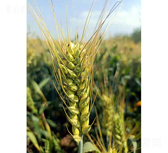 華偉305-小麥種子-登海潤(rùn)農(nóng)