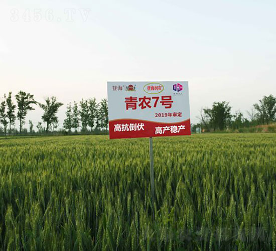 青農7號-小麥種子-登海潤農