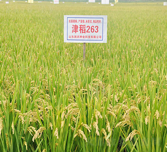 津稻263-水稻種子-登海潤農(nóng)