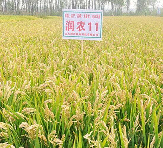 ���r(n��ng)11-ˮ���N��-�Ǻ����r(n��ng)