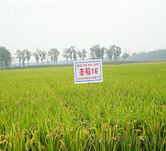 圣稻16-水稻種子-登海潤農(nóng)