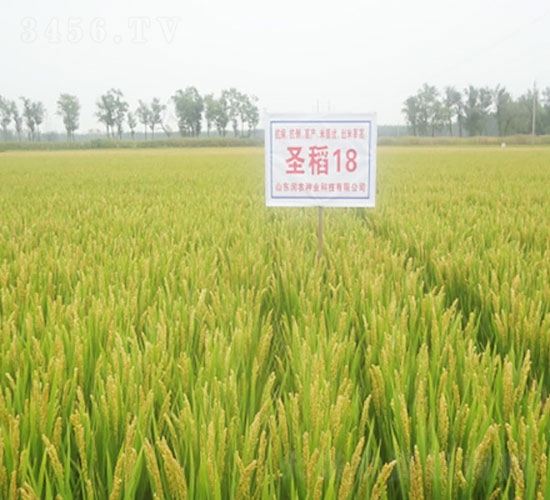 圣稻18-水稻種子-登海潤農(nóng)