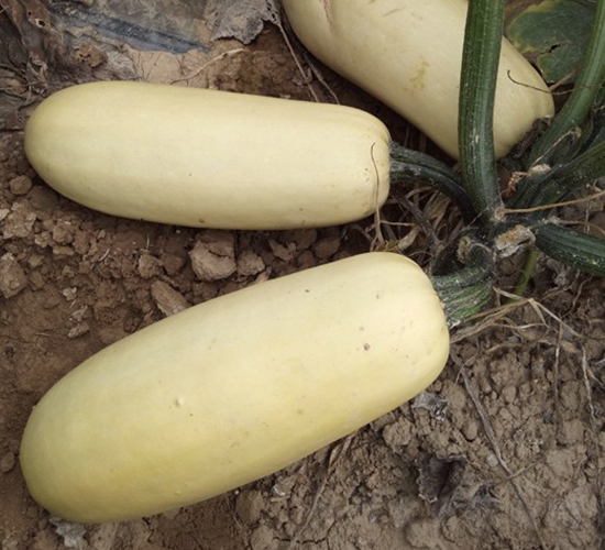 �A�����S-�����J�N��-�A���N��