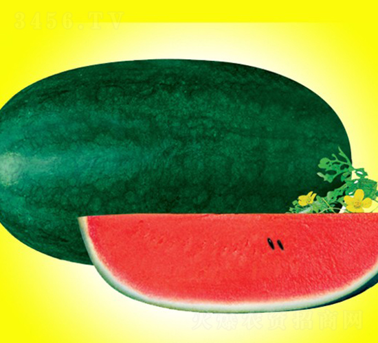 黑美人-西瓜種子-華美種苗