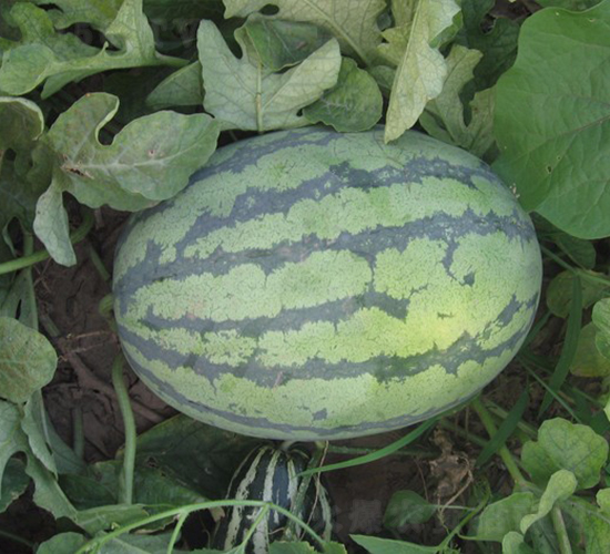 �A��12̖-���ϷN��-�A���N��