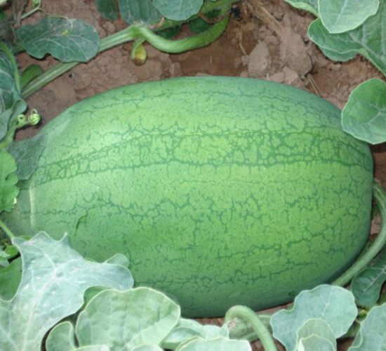 �A��010-���ϷN��-�A���N��