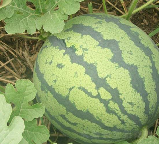 ��ϲ-���ϷN��-�A���N��