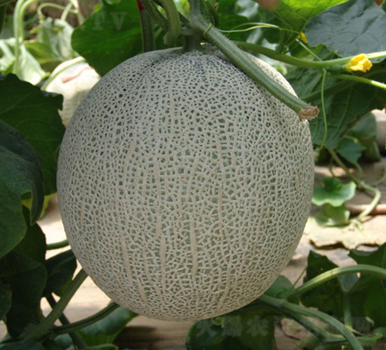 �|������-��ϷN��-�A���N��